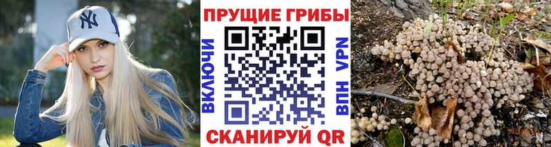 Галлюциногенные грибы Psilocybine cubensis  Купить  Звенигово 